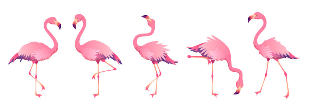Pink flamingos. Cute flamingo animal exotic nature wild fauna zoo bird beak plumage legs tropical african beach art