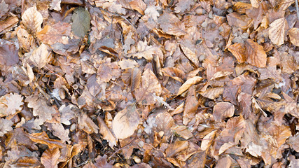 autumn floor