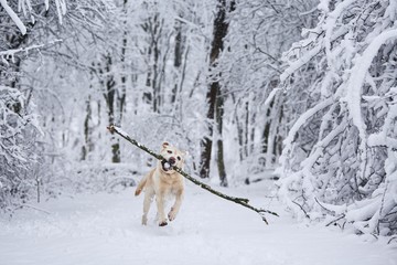 Happy dog in winter