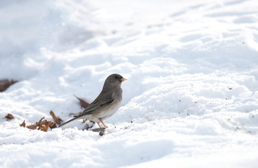 Dark-eyed junco sitting on the snow in the sun. Close-up shot.
