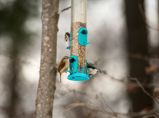 Carolina wren, song sparrow and tufted titmouse eating from the feeder. Close-up shot.