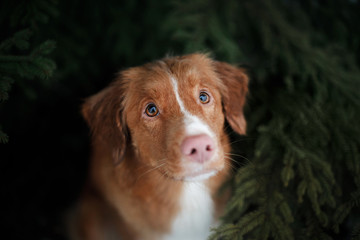 cute red dog looks out from under the tree. Nova Scotia Duck Tolling Retriever, Toller