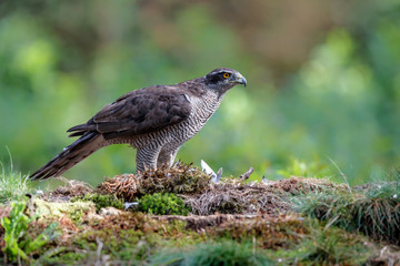 Northern goshawk eating a pigeon in the forest in the Netherlands