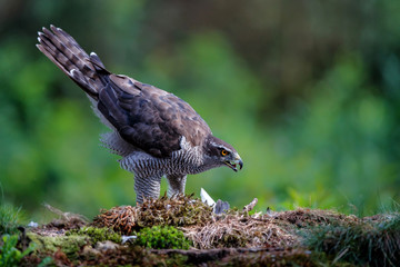 Northern goshawk eating a pigeon in the forest in the Netherlands