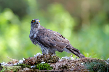 Northern goshawk eating a pigeon in the forest in the Netherlands