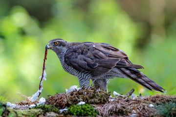 Northern goshawk eating a pigeon in the forest in the Netherlands