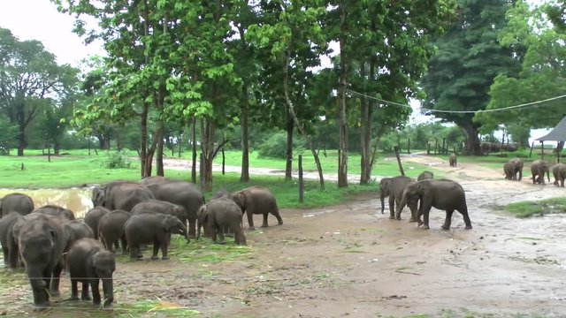 Elefantenbabys im Udawalawe Nationalpark auf Sri Lanka