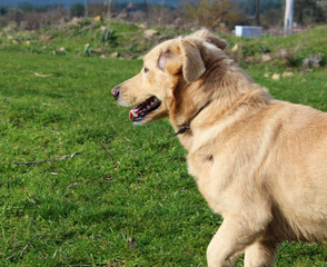 ivory-white dog in the garden in spring