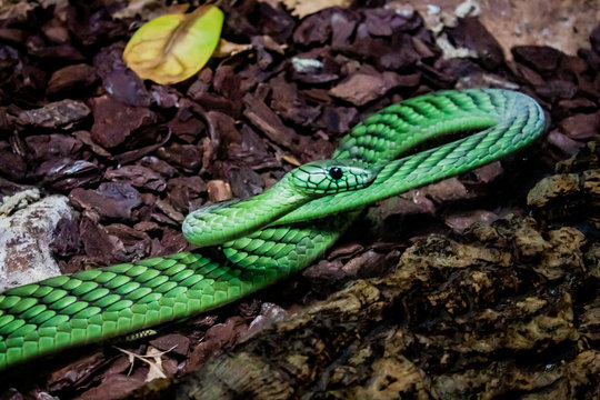 Green Mamba