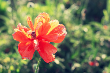one red poppy in a field in the sun