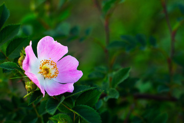 Beautiful blooming pink wild rose bush (dog rose, Rosa canina)