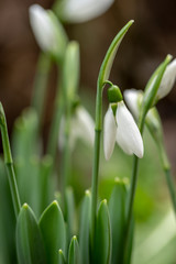Snowdrop flowers - Galanthus nivalis close up with selective focus.