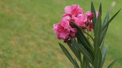  pink flowers