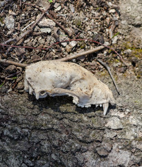 Raccoon Skull