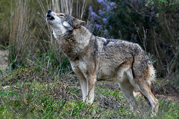 heulender Wolf (Canis lupus lupus) - gray wolf