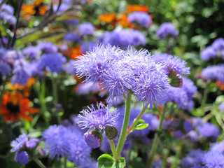 Blumenmeer
