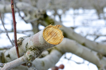 pruned apple tree in winter