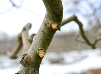 pruned apple tree in winter