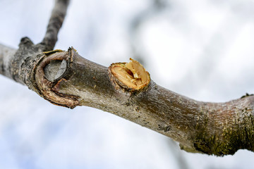 pruned apple tree in winter