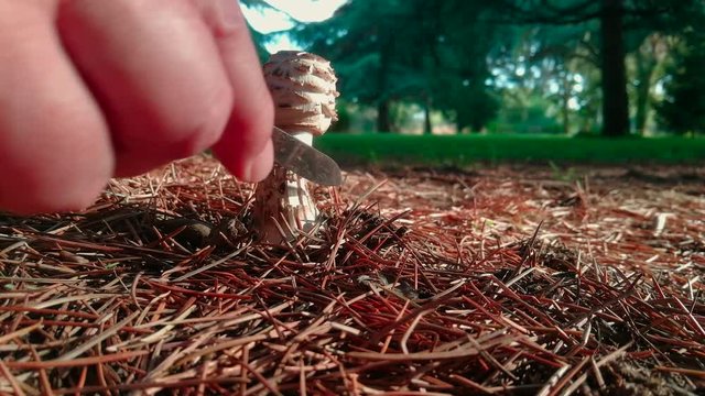 Recogiendo una seta Seta Lepiota Rhacodes con una navaja  entre hojas de pino secas 