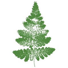 Green leaf of fern. Vector illustration.