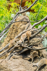 Suricata, suricate ou suricato
