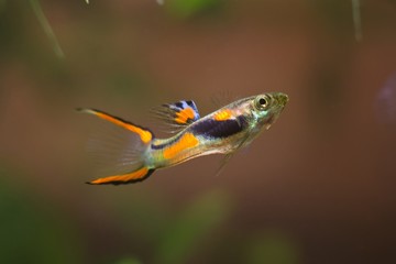 Guppy endler, Poecilia wingei, freshwater aquarium fish, male in bright spawning coloration, laguna Campoma biotope aquarium, closeup nature photo