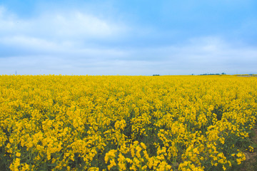 Obraz premium Rape flowers full of yellow fields