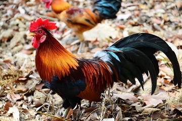 The Beautiful Red Rooster walking on the ground