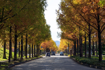 Naklejka premium Wysadzana drzewami droga Sungaoka Metasequoia