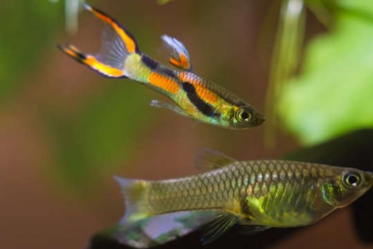 endler guppy, Poecilia wingei, freshwater aquarium fish, laguna Campoma male courtship female, biotope aquarium, closeup nature photo