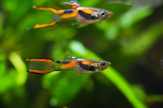 Guppy endler, Poecilia wingei, freshwater aquarium fish, males in bright laguna Campoma coloration, biotope aquarium, closeup nature photo