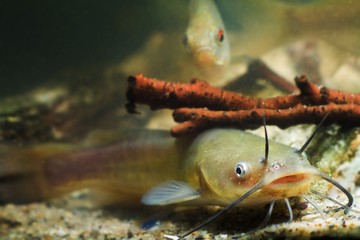Channel catfish, Ictalurus punctatus, freshwater fish in European biotope aquarium, detail of tank