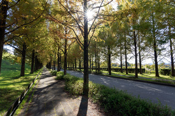 太陽が丘　メタセコイヤ並木道