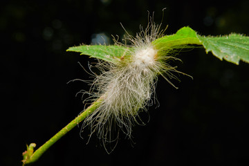 Macro photograph of a hairy caterpillar 