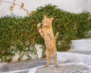 Funny kitten playing and standing up on its hind legs, Aegean island, Greece
