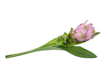 Curcuma  flower