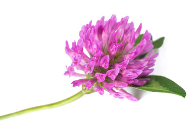 Red clover flower