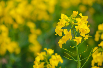 Rape flowers full of yellow fields