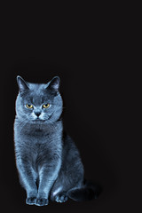 Britisch Kurzhaar edele Katze