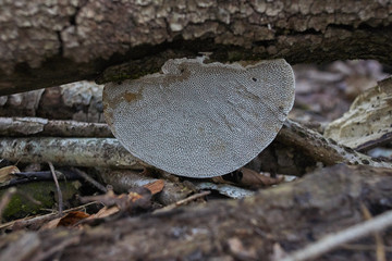 Fungi on  a log with pattern that disturbs the eye