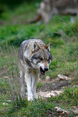 Wolf (Canis lupus lupus) - gray wolf