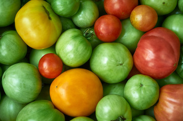 multicolored tomatoes of different degrees of maturity. Food background.  (corrected)