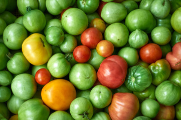 multicolored tomatoes of different degrees of maturity. Food background.  (corrected)