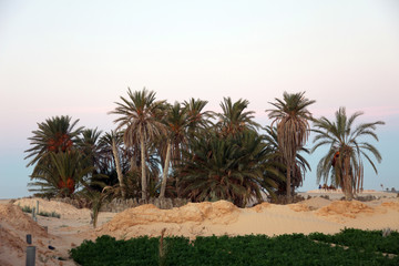 Fototapeta na wymiar Morning in Sahara desert