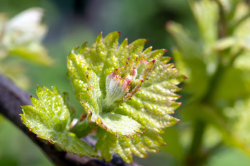 shoots and leaves of grapes on the vine spring