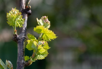 shoots and leaves of grapes on the vine spring