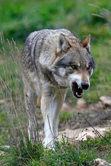 Wolf (Canis lupus) - gray wolf