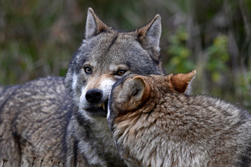sozialer Kontakt unter Wölfen (Canis lupus lupus) - gray wolf