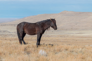 Fototapeta na wymiar Wild Horse in Utah in Winter